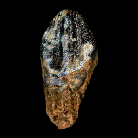 XL 1" Triceratops Fossil Tooth Hell Creek FM Cretaceous Dinosaur Montana COA Stand - Fossil Age Minerals