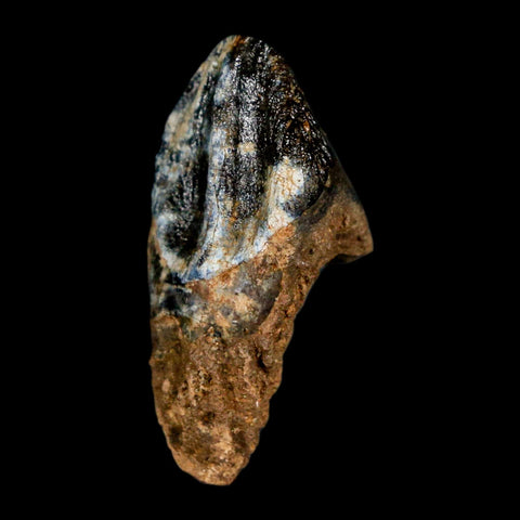 XL 1" Triceratops Fossil Tooth Hell Creek FM Cretaceous Dinosaur Montana COA Stand - Fossil Age Minerals