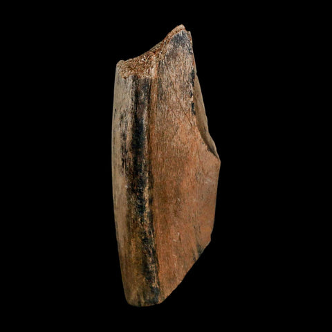 2.8" Dromaeosaurus Raptor Fossil Rib Bone Cretaceous Dinosaur Hell Creek MT COA Stand