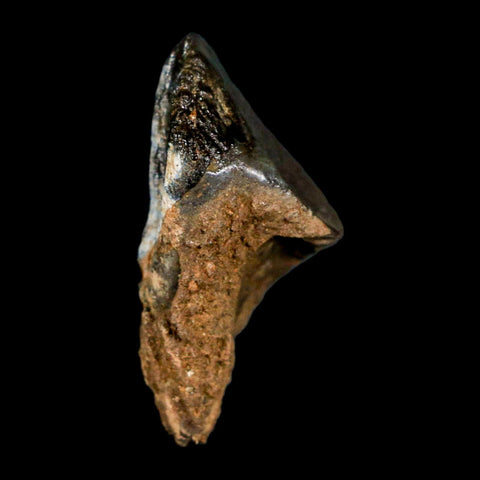 XL 1" Triceratops Fossil Tooth Hell Creek FM Cretaceous Dinosaur Montana COA Stand - Fossil Age Minerals