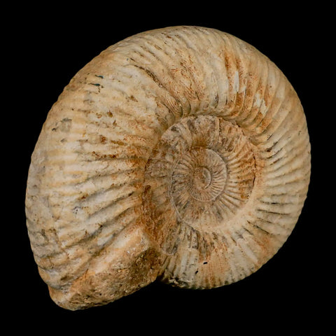 97MM Perisphinctes Ammonite Fossil Nautilus Madagascar Jurassic Age COA - Fossil Age Minerals