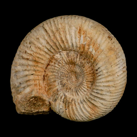 97MM Perisphinctes Ammonite Fossil Nautilus Madagascar Jurassic Age COA - Fossil Age Minerals