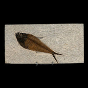 XL 5.4" Diplomystus Dentatus Fossil Fish Green River FM WY Eocene Age COA, Stand