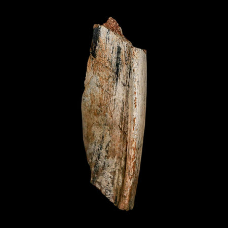 2.8" Dromaeosaurus Raptor Fossil Rib Bone Cretaceous Dinosaur Hell Creek MT COA Stand