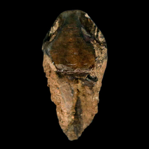 XL 1" Triceratops Fossil Tooth Hell Creek FM Cretaceous Dinosaur Montana COA Stand - Fossil Age Minerals