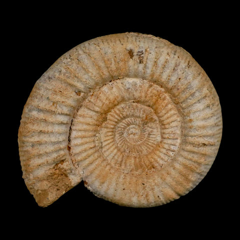 97MM Perisphinctes Ammonite Fossil Nautilus Madagascar Jurassic Age COA - Fossil Age Minerals