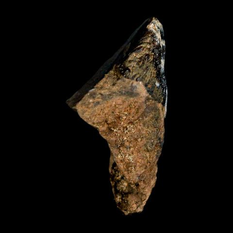 XL 1" Triceratops Fossil Tooth Hell Creek FM Cretaceous Dinosaur Montana COA Stand - Fossil Age Minerals