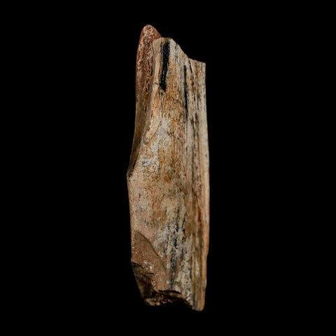 2.8" Dromaeosaurus Raptor Fossil Rib Bone Cretaceous Dinosaur Hell Creek MT COA Stand