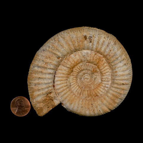 97MM Perisphinctes Ammonite Fossil Nautilus Madagascar Jurassic Age COA - Fossil Age Minerals