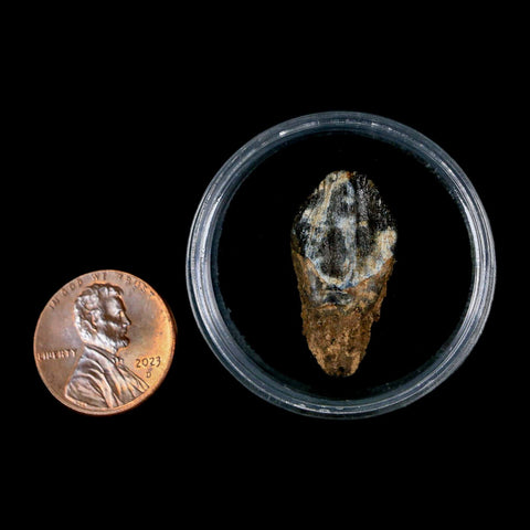 XL 1" Triceratops Fossil Tooth Hell Creek FM Cretaceous Dinosaur Montana COA Stand - Fossil Age Minerals