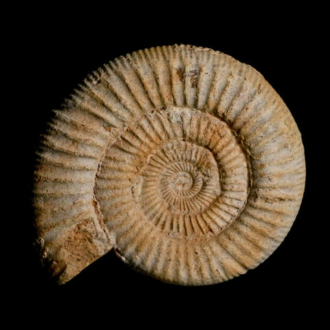 97MM Perisphinctes Ammonite Fossil Nautilus Madagascar Jurassic Age COA - Fossil Age Minerals