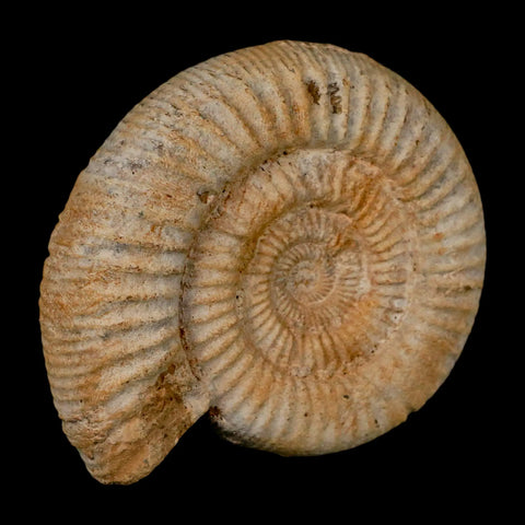 97MM Perisphinctes Ammonite Fossil Nautilus Madagascar Jurassic Age COA - Fossil Age Minerals