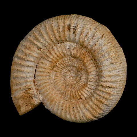 97MM Perisphinctes Ammonite Fossil Nautilus Madagascar Jurassic Age COA - Fossil Age Minerals