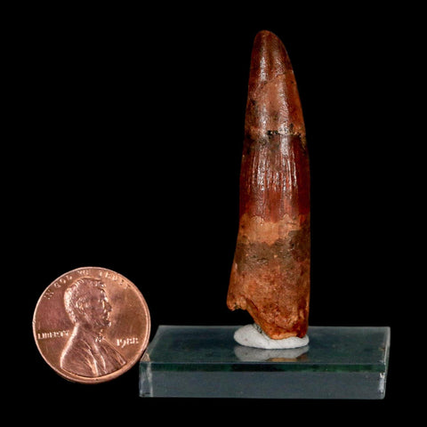 2" Spinosaurus Fossil Tooth 100 Million Years Old Cretaceous Dinosaur COA Stand