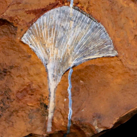 1.4" Detailed Ginkgo Cranei Fossil Plant Leaf Morton County, ND Paleocene Age COA