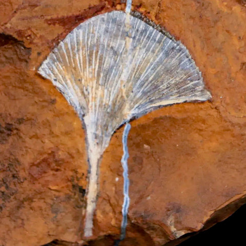 1.4" Detailed Ginkgo Cranei Fossil Plant Leaf Morton County, ND Paleocene Age COA - Fossil Age Minerals