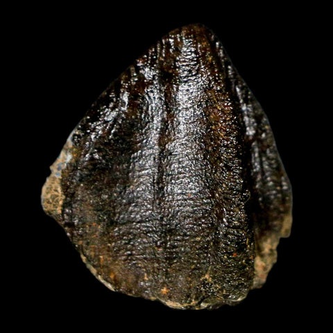 XL 0.8" Triceratops Fossil Crown Tooth Hell Creek FM Cretaceous Dinosaur MT COA - Fossil Age Minerals