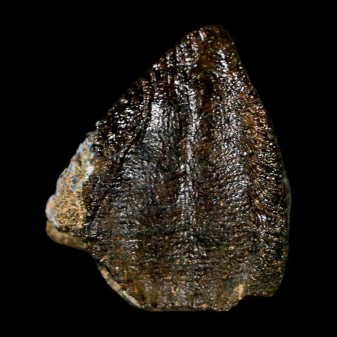 XL 0.8" Triceratops Fossil Crown Tooth Hell Creek FM Cretaceous Dinosaur MT COA - Fossil Age Minerals