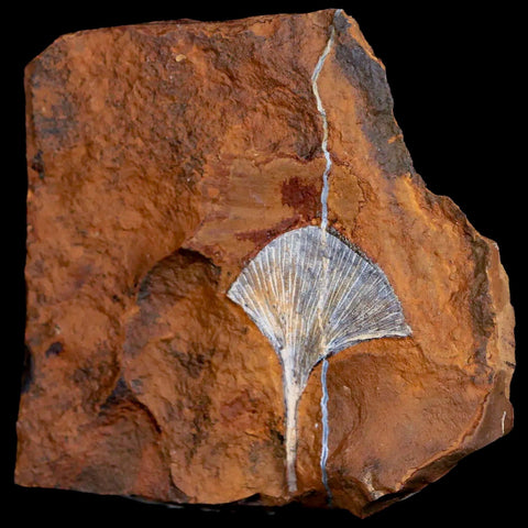 1.4" Detailed Ginkgo Cranei Fossil Plant Leaf Morton County, ND Paleocene Age COA - Fossil Age Minerals
