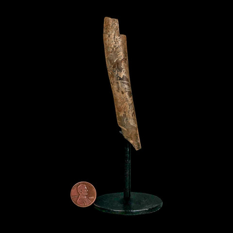 3.7" Dromaeosaurus Raptor Fossil Limb Bone Cretaceous Dinosaur Hell Creek MT COA