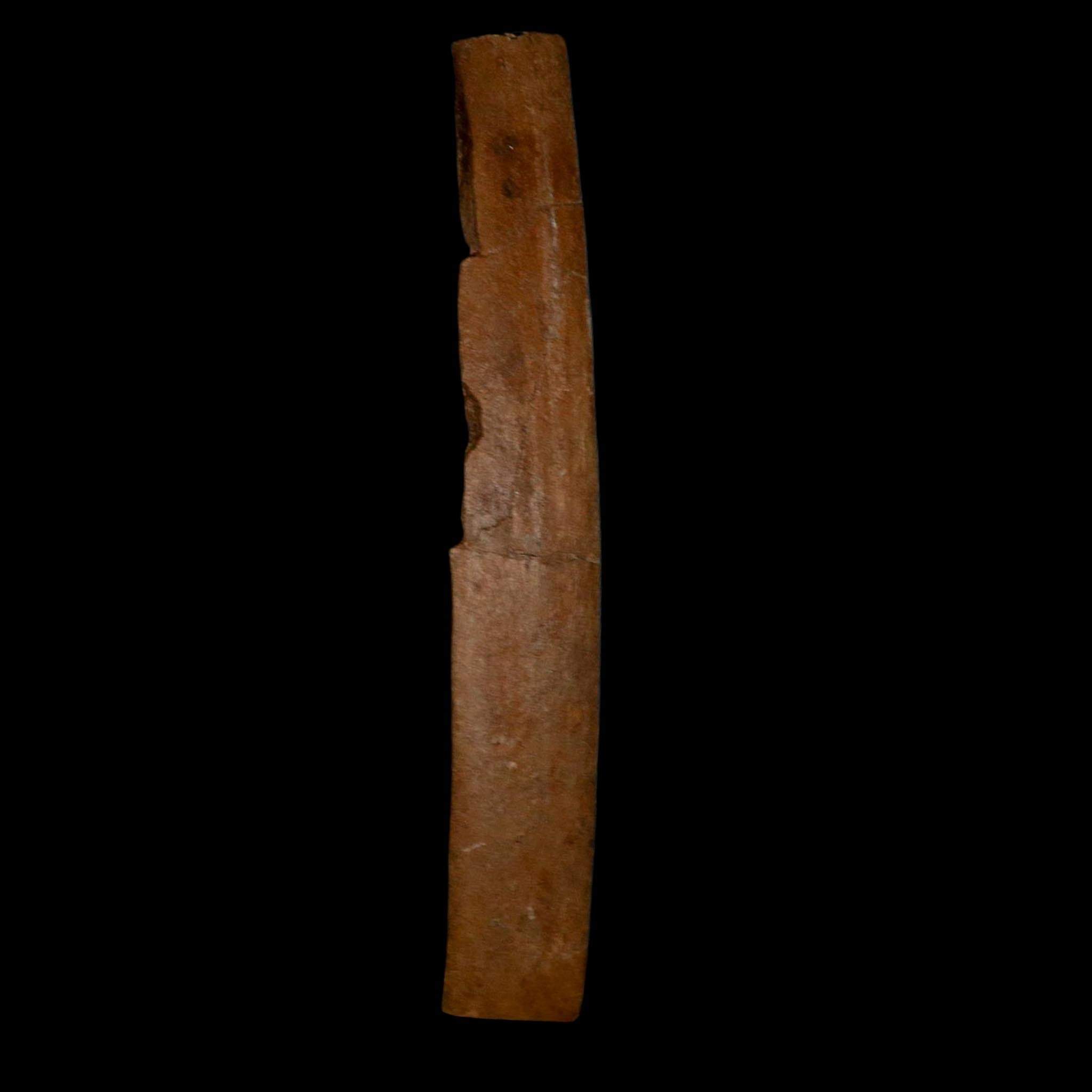9.5" Triceratops Fossil Rib Bone Hell Creek FM Cretaceous Dinosaur Montana COA