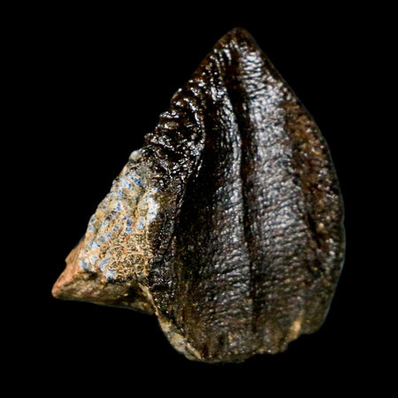 XL 0.8" Triceratops Fossil Crown Tooth Hell Creek FM Cretaceous Dinosaur MT COA