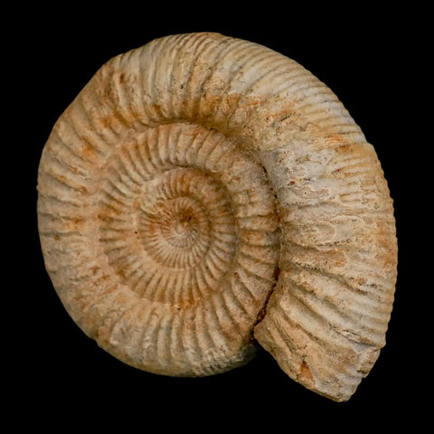 97MM Perisphinctes Ammonite Fossil Nautilus Madagascar Jurassic Age COA - Fossil Age Minerals
