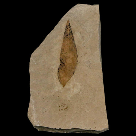1.2" Detailed Cedrelospermum Nervosum Fossil Plant Leaf Eocene Age Green River UT - Fossil Age Minerals