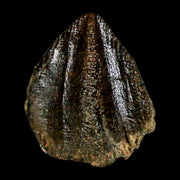 XL 0.8" Triceratops Fossil Crown Tooth Hell Creek FM Cretaceous Dinosaur MT COA