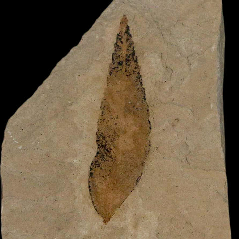 1.2" Detailed Cedrelospermum Nervosum Fossil Plant Leaf Eocene Age Green River UT - Fossil Age Minerals