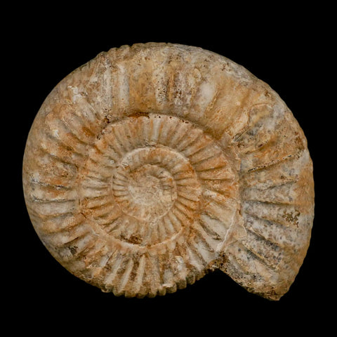 94MM Perisphinctes Ammonite Fossil Nautilus Madagascar Jurassic Age COA - Fossil Age Minerals