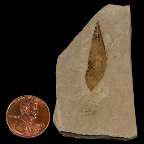 1.2" Detailed Cedrelospermum Nervosum Fossil Plant Leaf Eocene Age Green River UT - Fossil Age Minerals