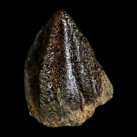 XL 0.8" Triceratops Fossil Crown Tooth Hell Creek FM Cretaceous Dinosaur MT COA - Fossil Age Minerals