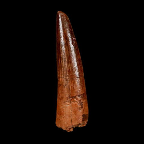 1.7" Spinosaurus Fossil Tooth 100 Million Years Old Cretaceous Dinosaur COA Stand