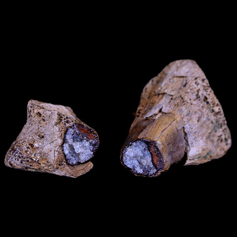 2" Rare Raptor Fossil Toe Bone Crystal Center Judith River FM Cretaceous Dinosaur MT - Fossil Age Minerals