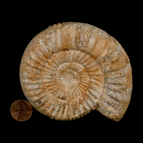 94MM Perisphinctes Ammonite Fossil Nautilus Madagascar Jurassic Age COA - Fossil Age Minerals
