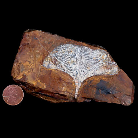 2.6" Detailed Ginkgo Cranei Fossil Plant Leaf Morton County, ND Paleocene Age COA - Fossil Age Minerals