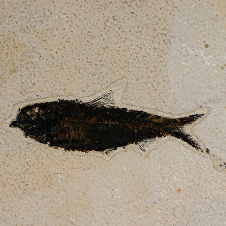 XL 4.3" Knightia Eocaena Fossil Fish Green River FM WY Eocene Age COA & Stand