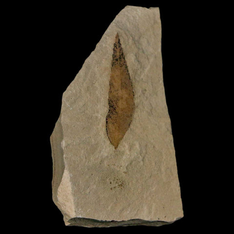 1.2" Detailed Cedrelospermum Nervosum Fossil Plant Leaf Eocene Age Green River UT - Fossil Age Minerals