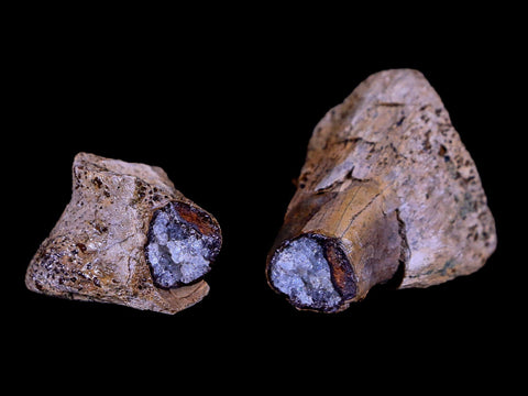 2" Rare Raptor Fossil Toe Bone Crystal Center Judith River FM Cretaceous Dinosaur MT - Fossil Age Minerals