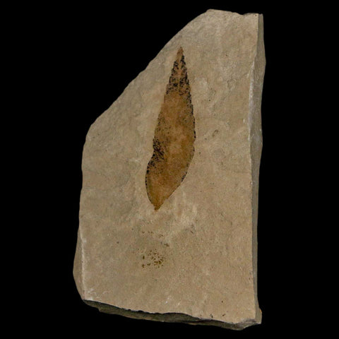 1.2" Detailed Cedrelospermum Nervosum Fossil Plant Leaf Eocene Age Green River UT - Fossil Age Minerals