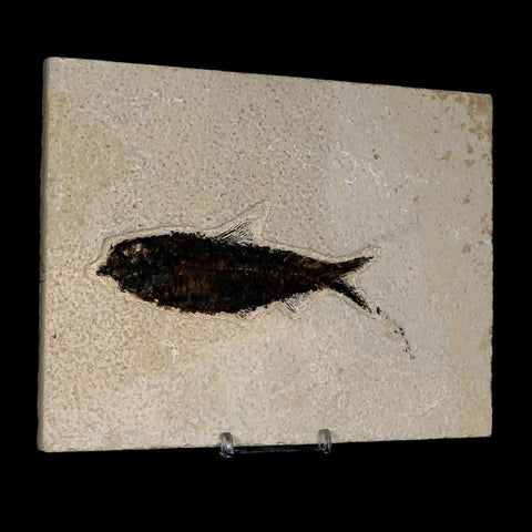 XL 4.3" Knightia Eocaena Fossil Fish Green River FM WY Eocene Age COA & Stand - Fossil Age Minerals