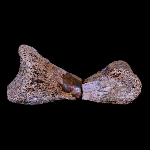 2" Rare Raptor Fossil Toe Bone Crystal Center Judith River FM Cretaceous Dinosaur MT - Fossil Age Minerals