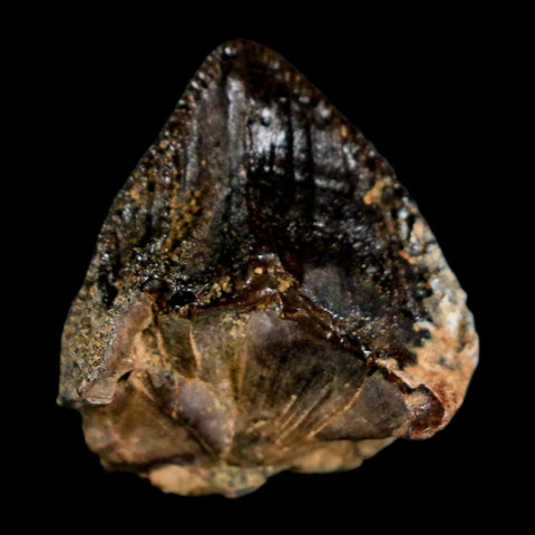 XL 0.8" Triceratops Fossil Crown Tooth Hell Creek FM Cretaceous Dinosaur MT COA - Fossil Age Minerals