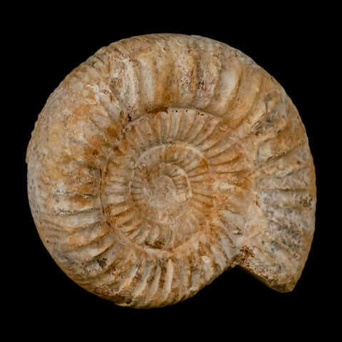94MM Perisphinctes Ammonite Fossil Nautilus Madagascar Jurassic Age COA - Fossil Age Minerals