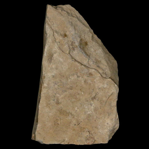 1.2" Detailed Cedrelospermum Nervosum Fossil Plant Leaf Eocene Age Green River UT - Fossil Age Minerals