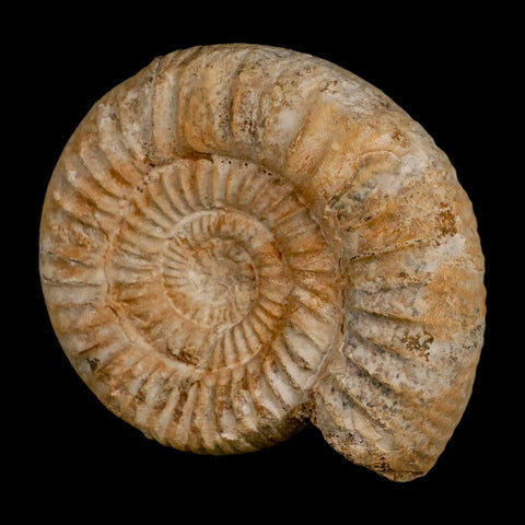 94MM Perisphinctes Ammonite Fossil Nautilus Madagascar Jurassic Age COA - Fossil Age Minerals