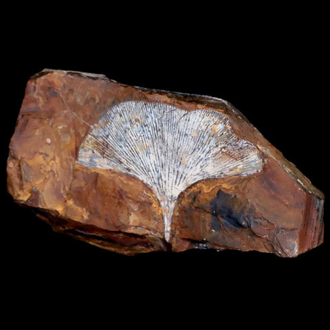 2.6" Detailed Ginkgo Cranei Fossil Plant Leaf Morton County, ND Paleocene Age COA - Fossil Age Minerals