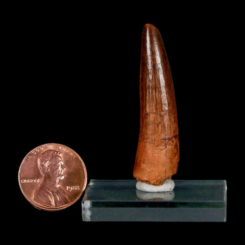 1.7" Spinosaurus Fossil Tooth 100 Million Years Old Cretaceous Dinosaur COA Stand