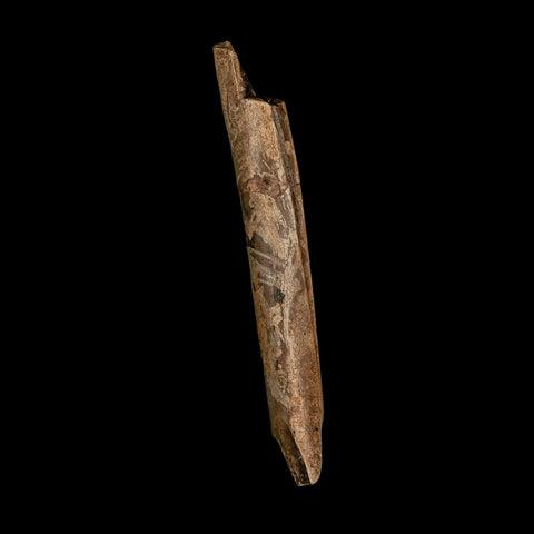 3.7" Dromaeosaurus Raptor Fossil Limb Bone Cretaceous Dinosaur Hell Creek MT COA